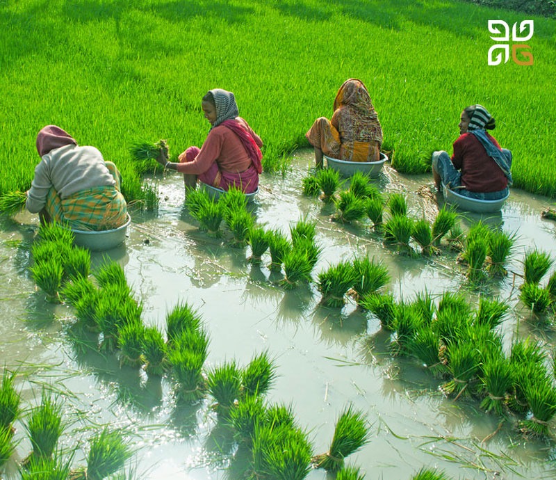Petani menanam bibit di lahan basah rehabilitasi
